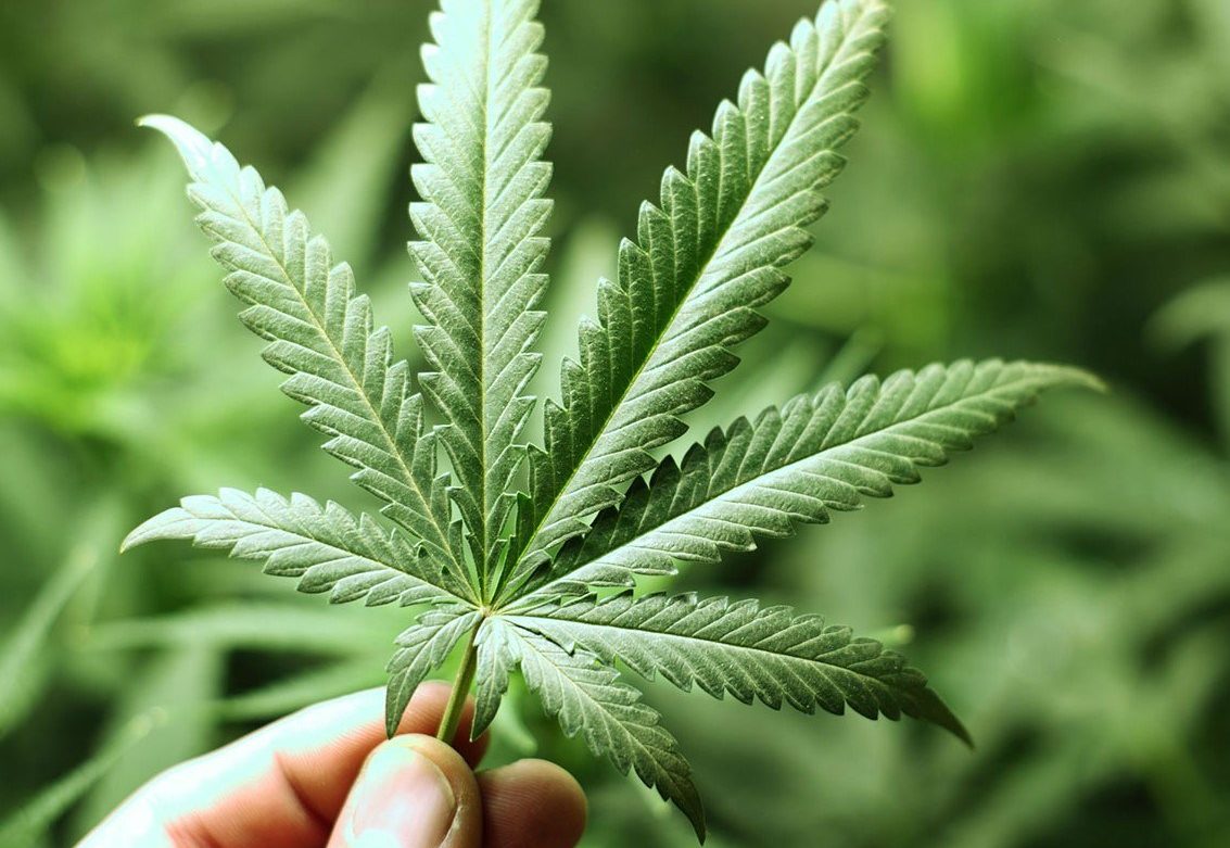 Coltivazione della Cannabis Legale