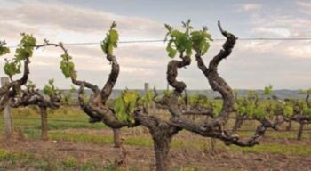 Riconversione e ristrutturazione vigneti - campagna 2020/2021