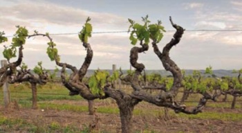 Autorizzazioni per nuovi impianti viticoli – Annualità 2019
