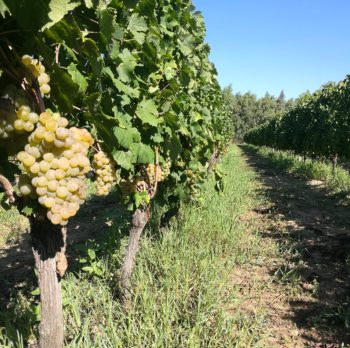 Autorizzazione per i nuovi impianti viticoli 2020