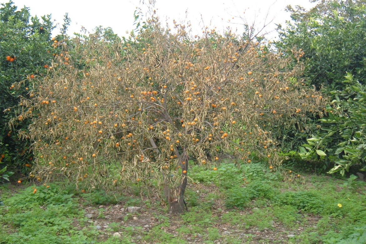 Sostegno al reimpianto agrumeti